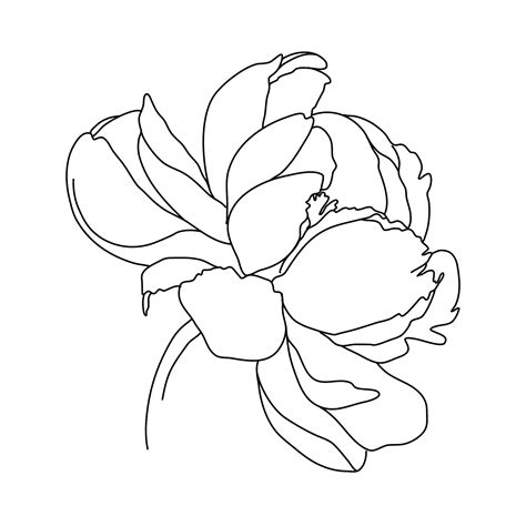 flower illustrator|More.